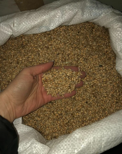 Пшеница 4 класс от 1000 тн