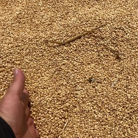 Пшеница 4 класс, тип мягкая, 500 тн