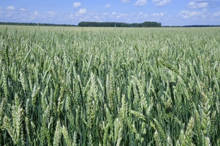 Пшеница Арабелла