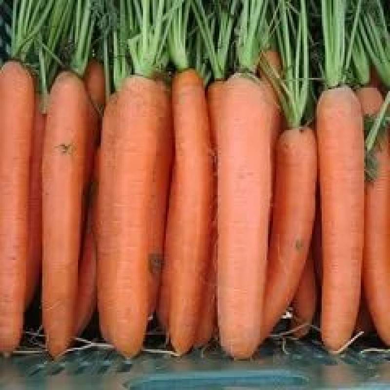 Морковь (не мытая), сорт Дордонь