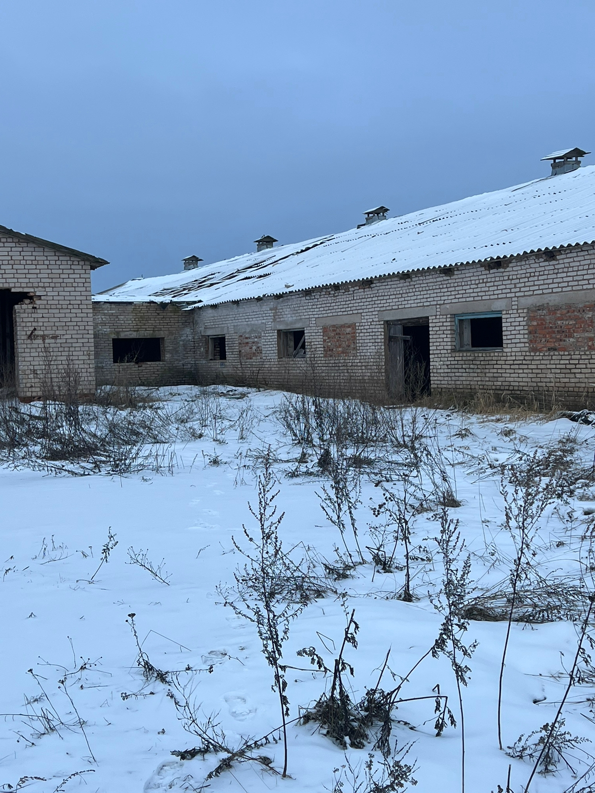 Ферма КРС в Русаново г.Великие Луки Псковской обл.