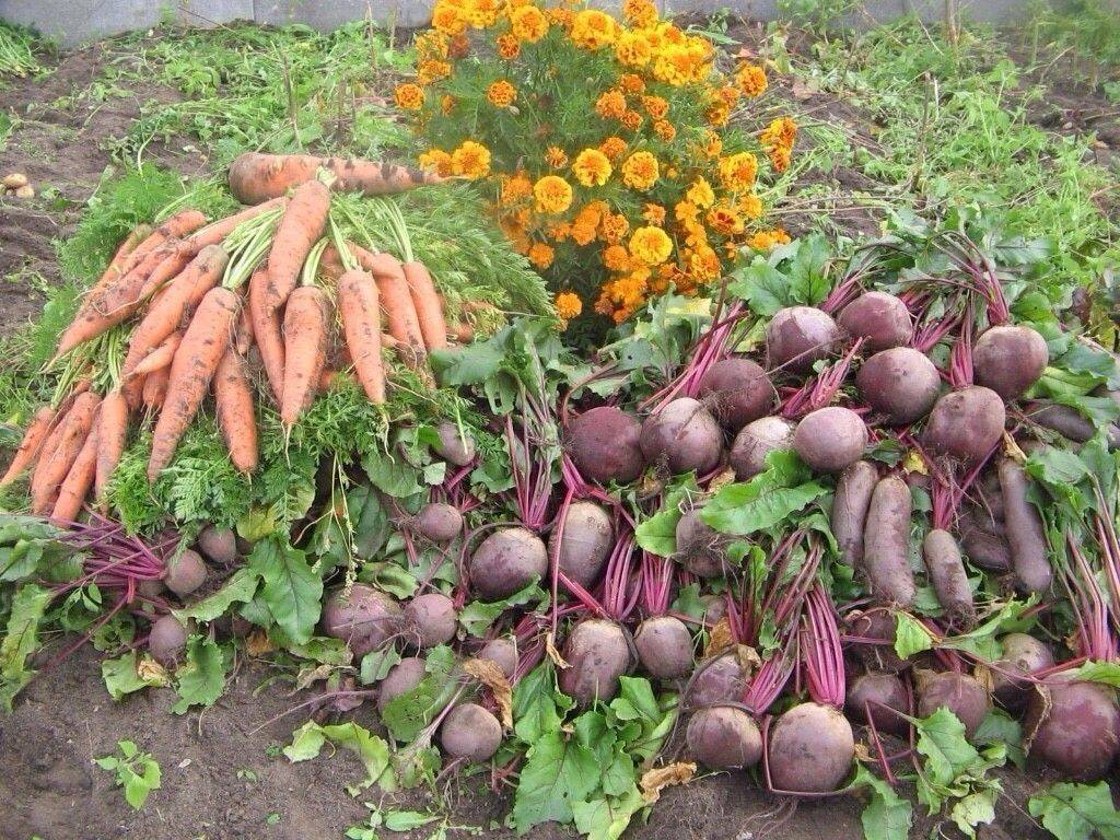 Морковь отборная деревенская