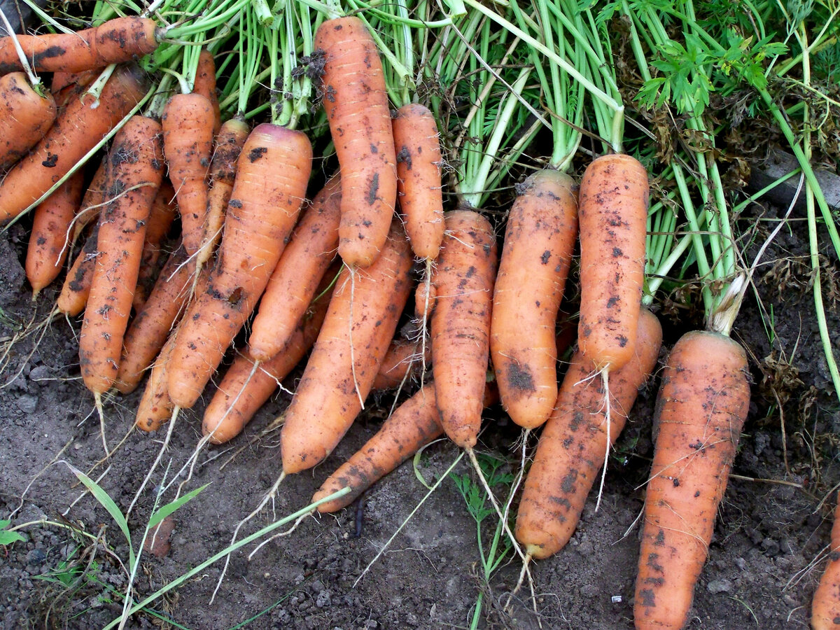 Морковь отборная деревенская