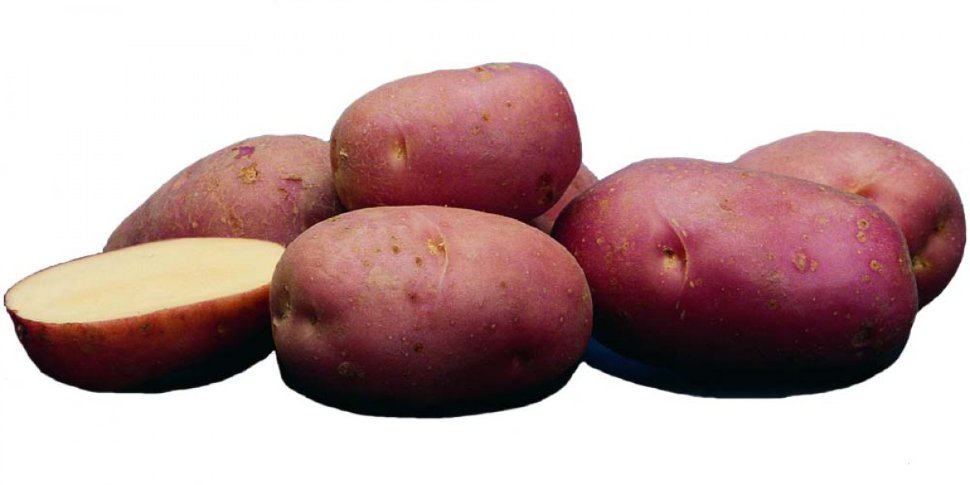 Картофель семенной, сорт Ред Скарлет