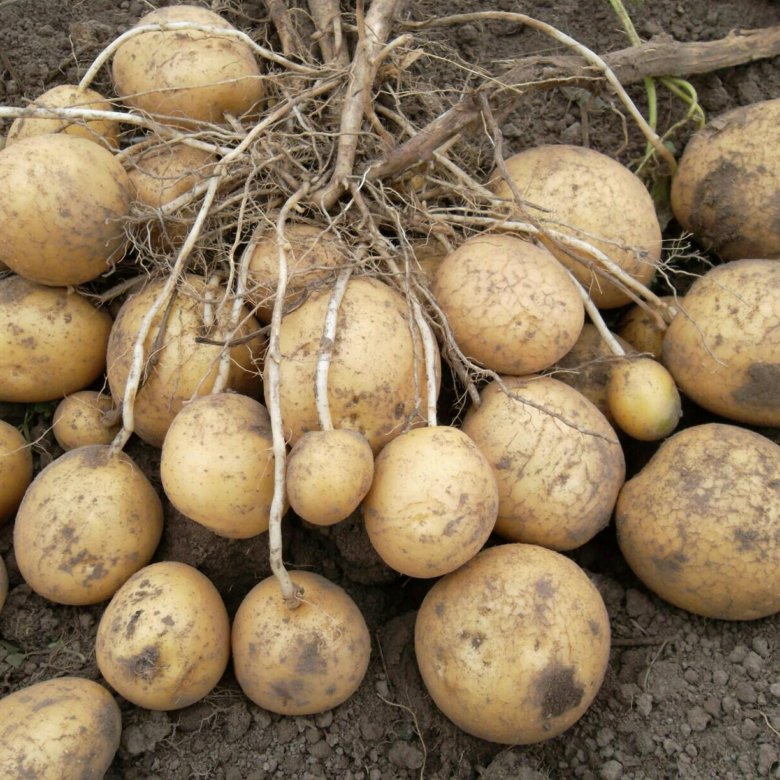 Картофель семенной, сорт Коломбо, 3 реп
