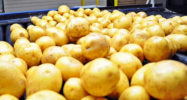Картофель на переработку 2021 урожай