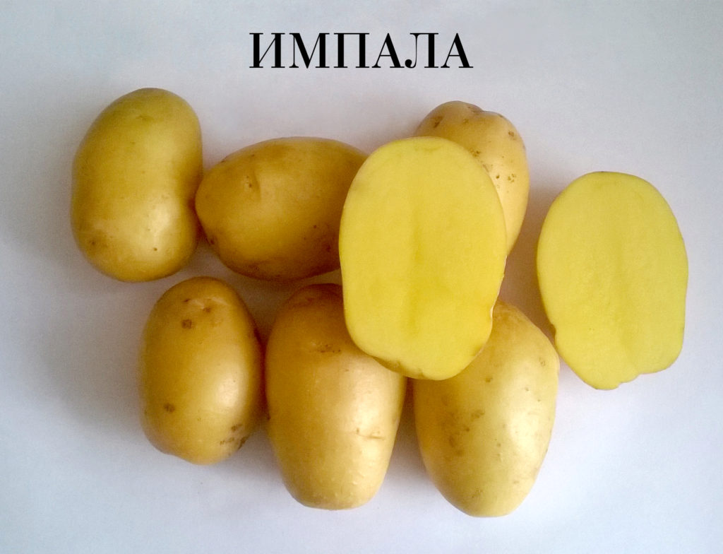 Картофель семенной, сорт Импала