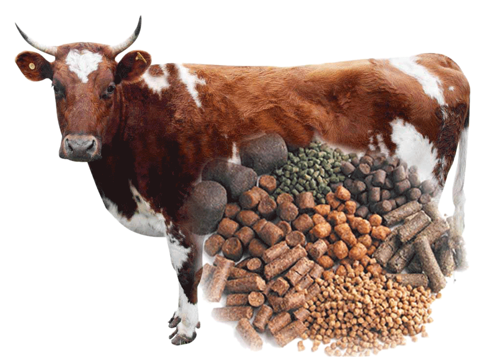 Для дойных коров — ЭнергоКан1