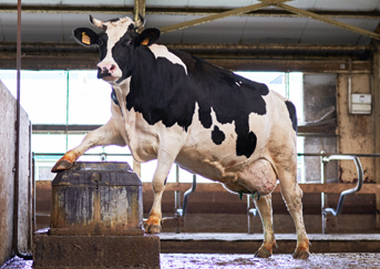Премикс Dairy Cow для лактирующих коров
