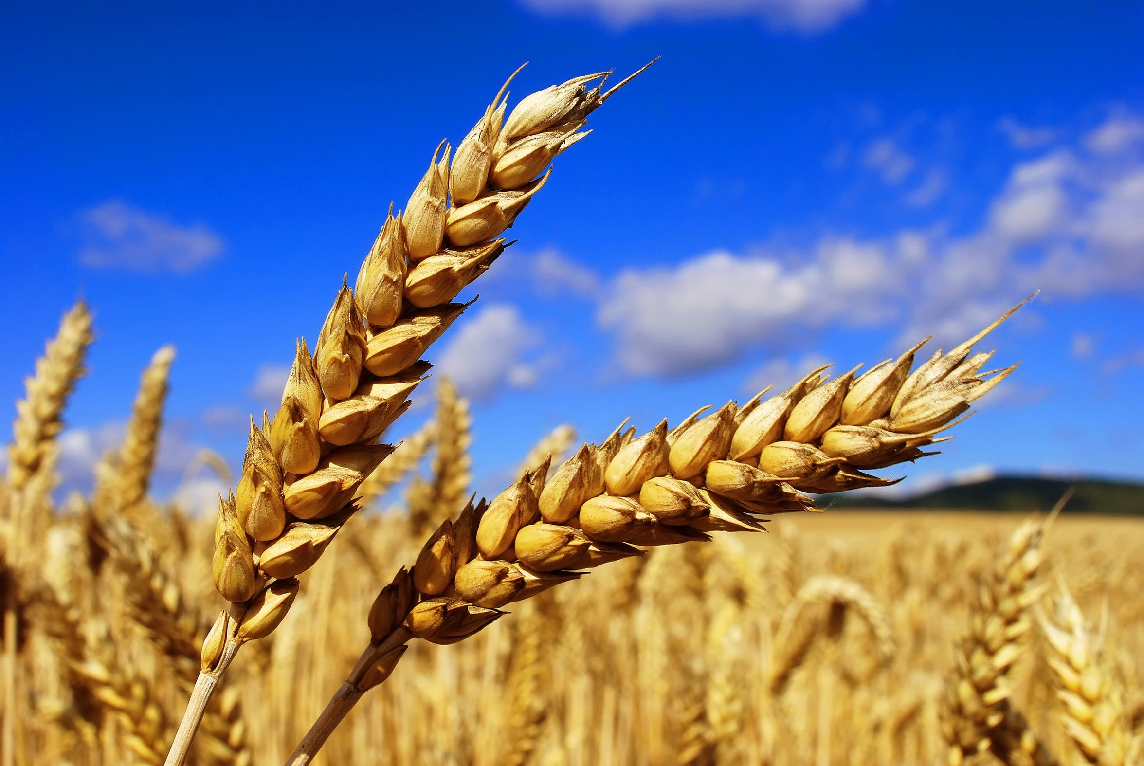 Семена озимой пшеницы  Классика, Стиль-18, Ахмат, Агрофак 100, Шеф, Батя, Люда