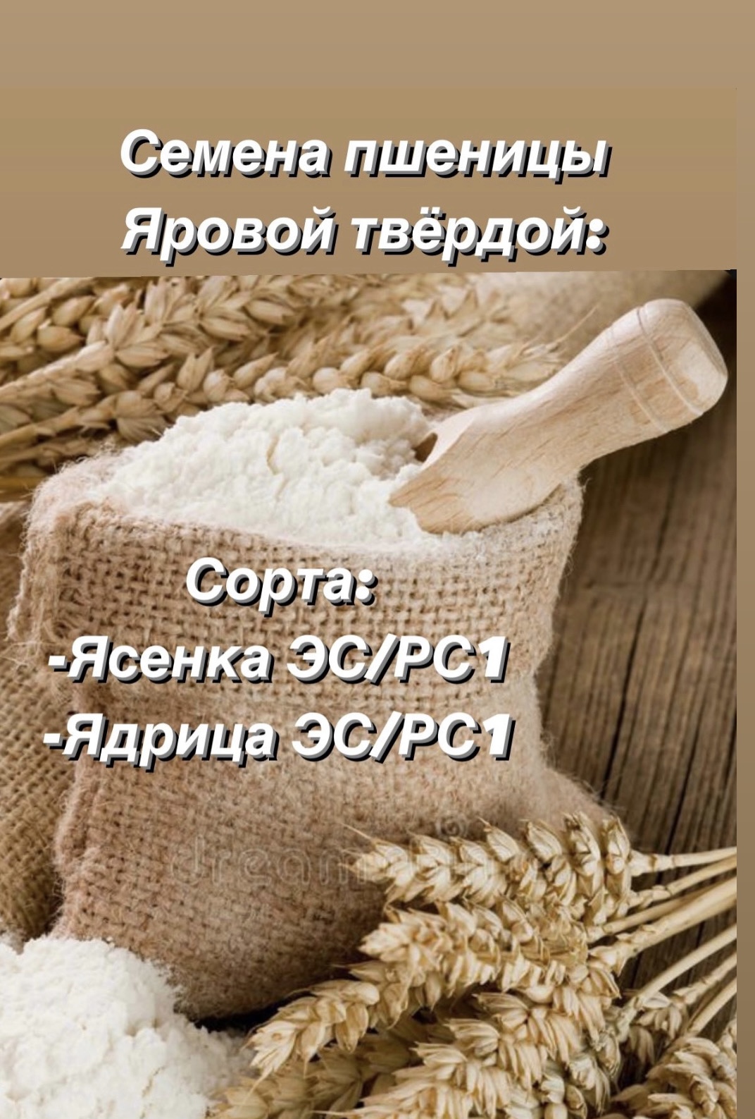 Семена яровый пшеницы сорт Ясенка.