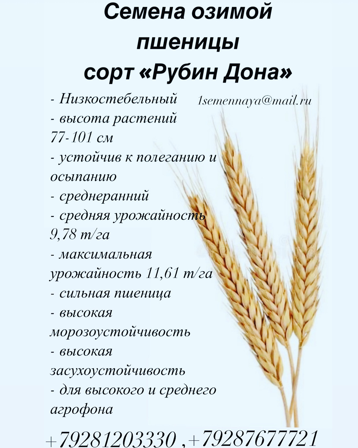 Рубин дона. Сорта пшеницы. Удмуртские сорта пшеницы. Семян сортов озимой пшеницы. Озимая пшеница на карте.