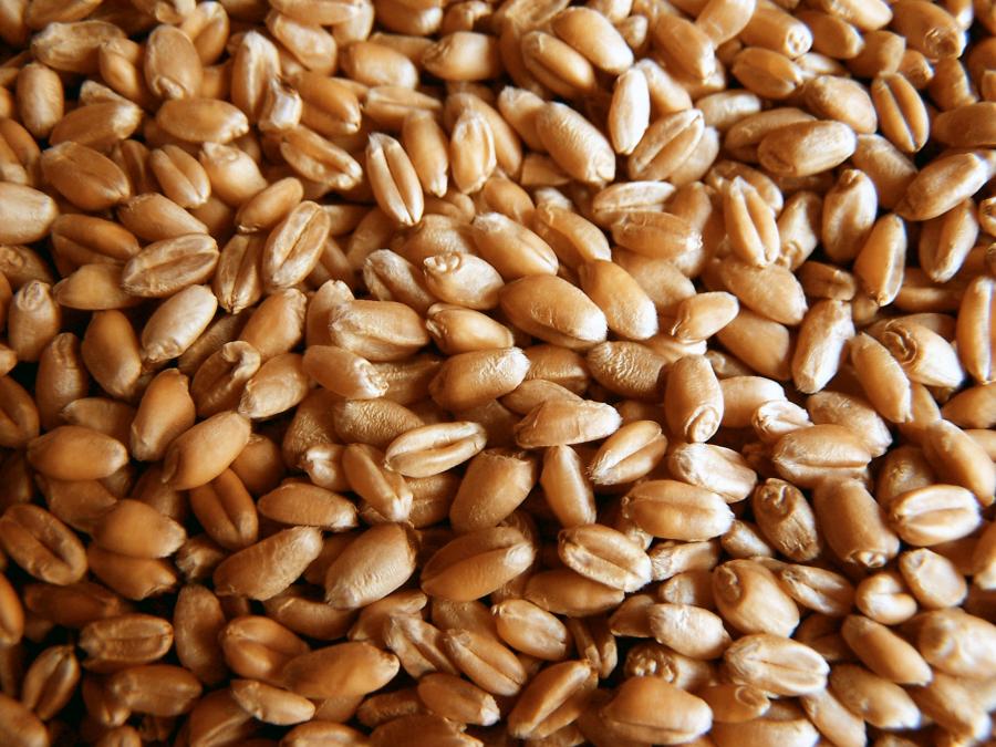 Семена озимой пшеницы  Бумба, Баграт, Кубань, Еланчик, Аскет, Батя