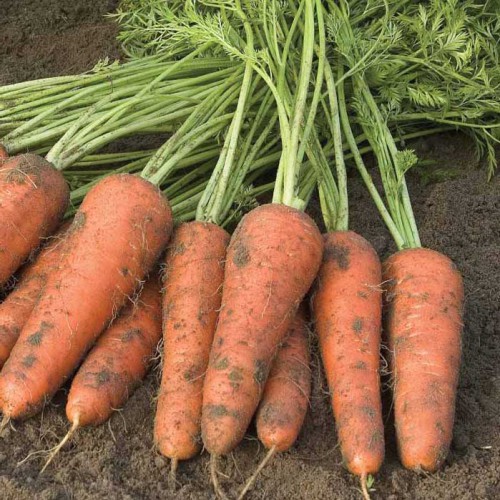 Семена моркови Купар F1 1,80-2,00 mm (1 млн. с)