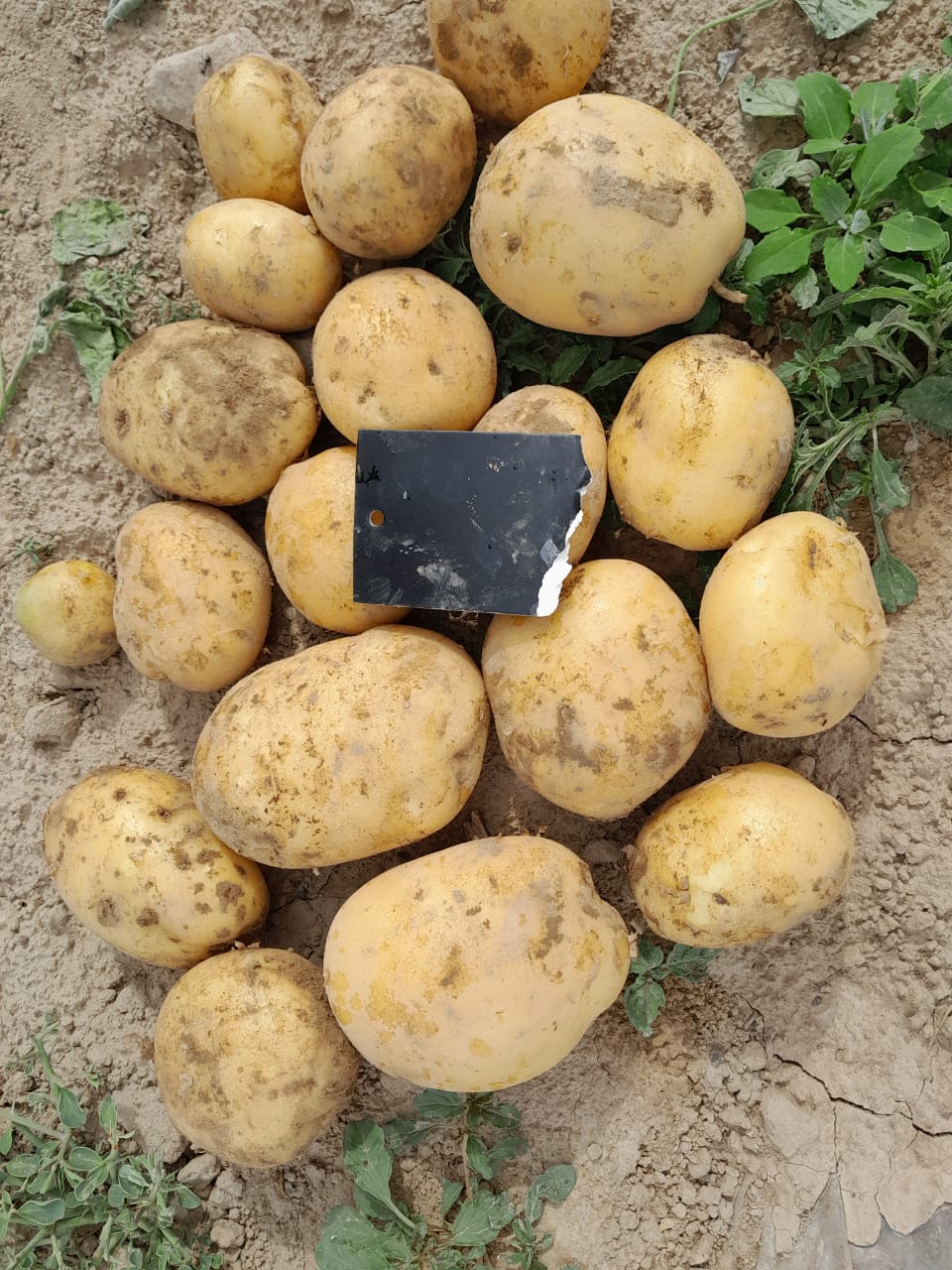молодая картофель