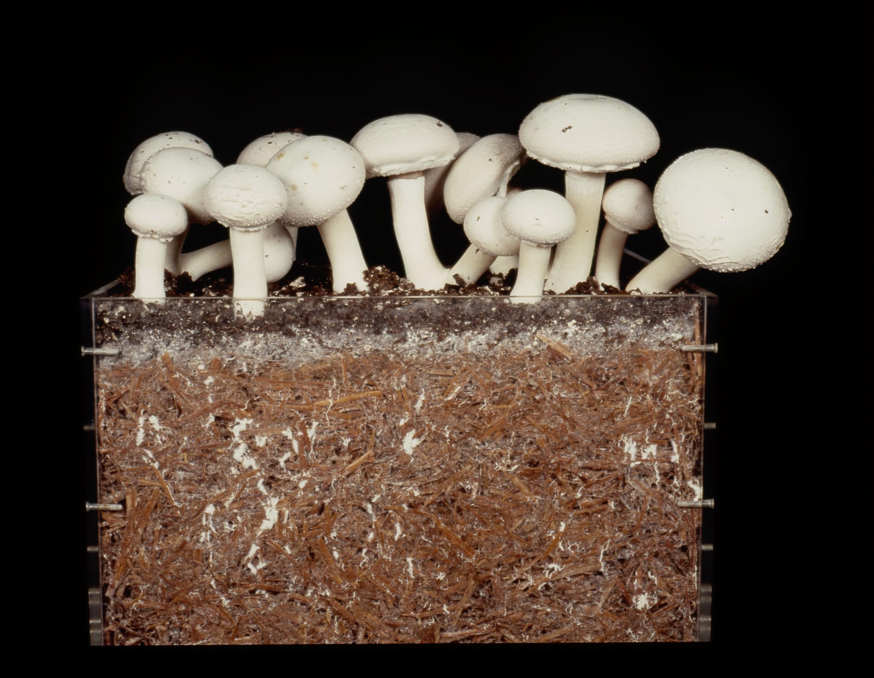 Пророщенный компост для гриба шампиньона