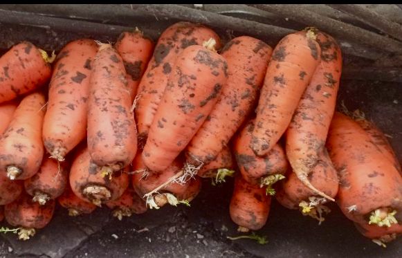 Морковь оптом и в розницу от производителя