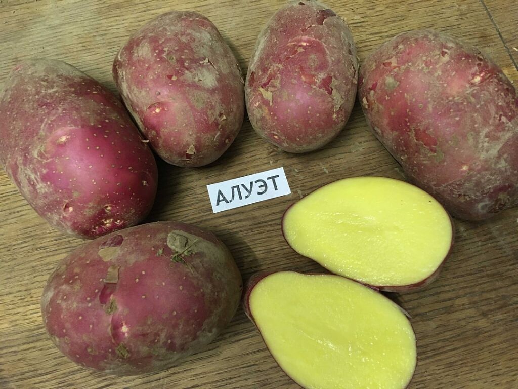 Картофель семенной, сорт Алуэт