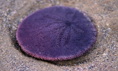 Плоский морской ёж (фиолетовый), асцидия пурпурная, морская звезда (гребешковая патирия)