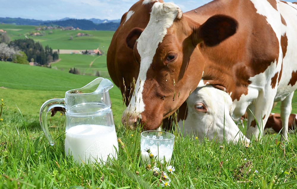 Молоко сырое цельное коровье