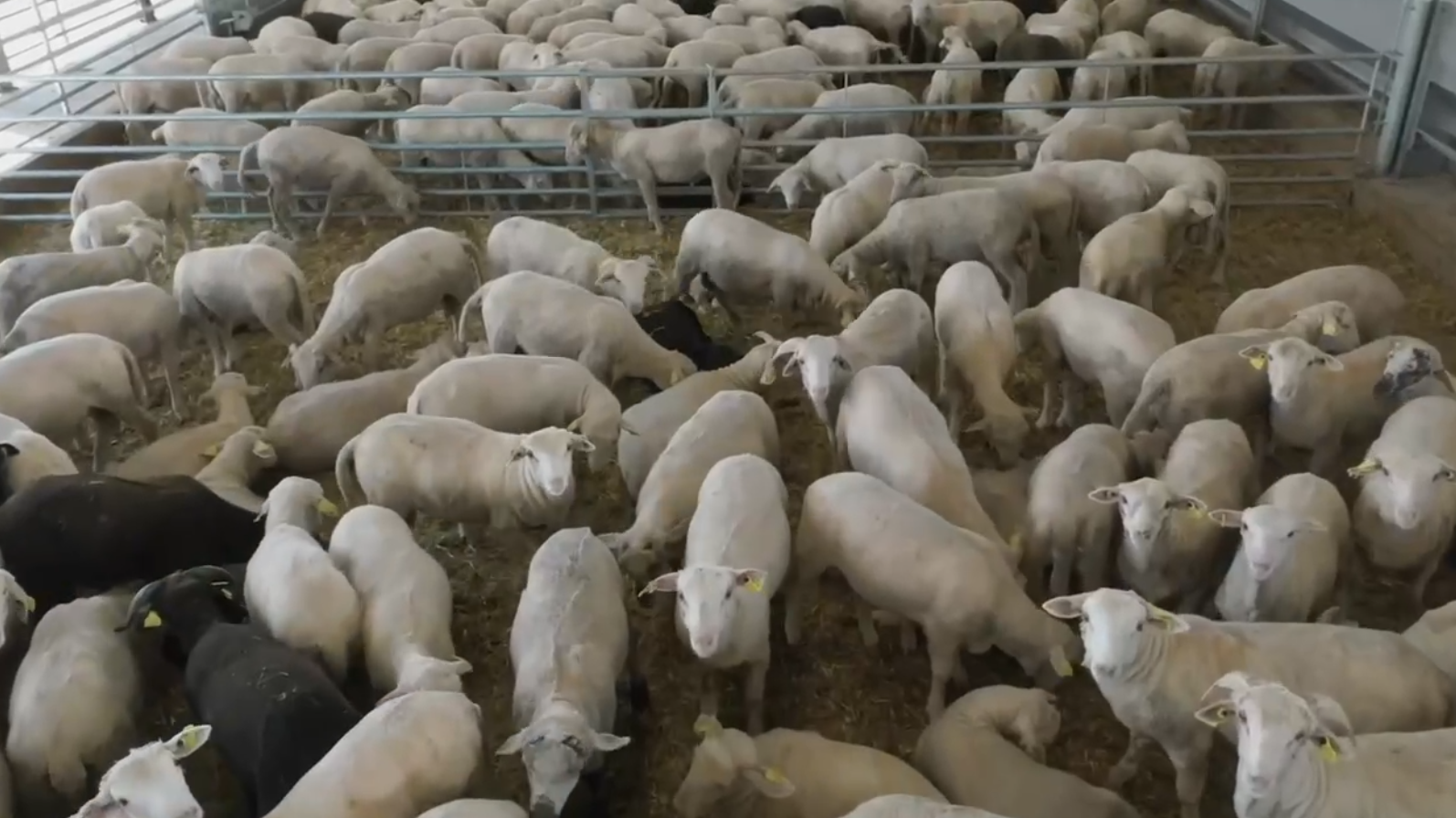 Фидлот для овец баранов на мясо -Автоматизация кормления Javier Camara
