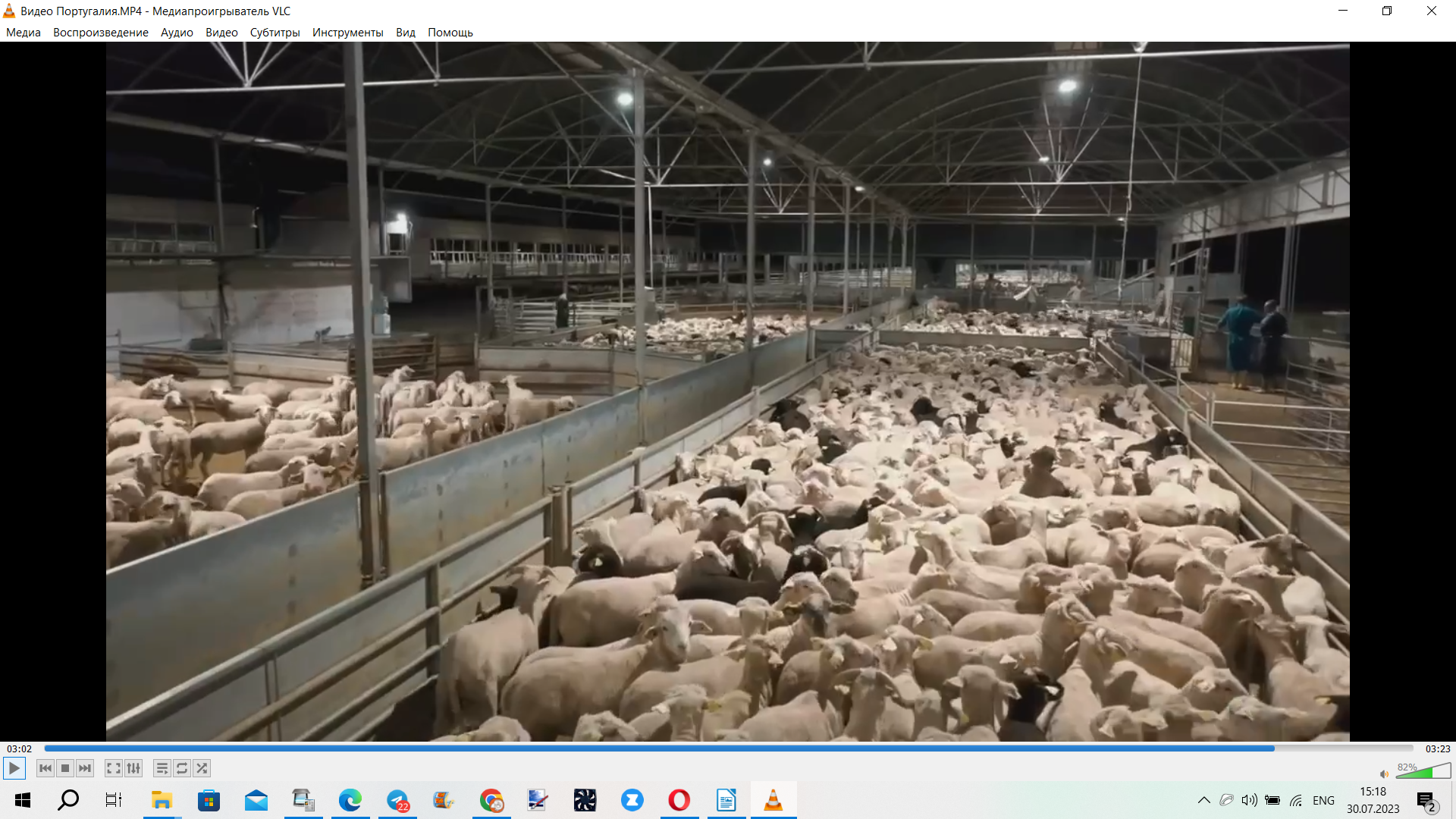 Фидлот для овец баранов на мясо -Автоматизация кормления Javier Camara