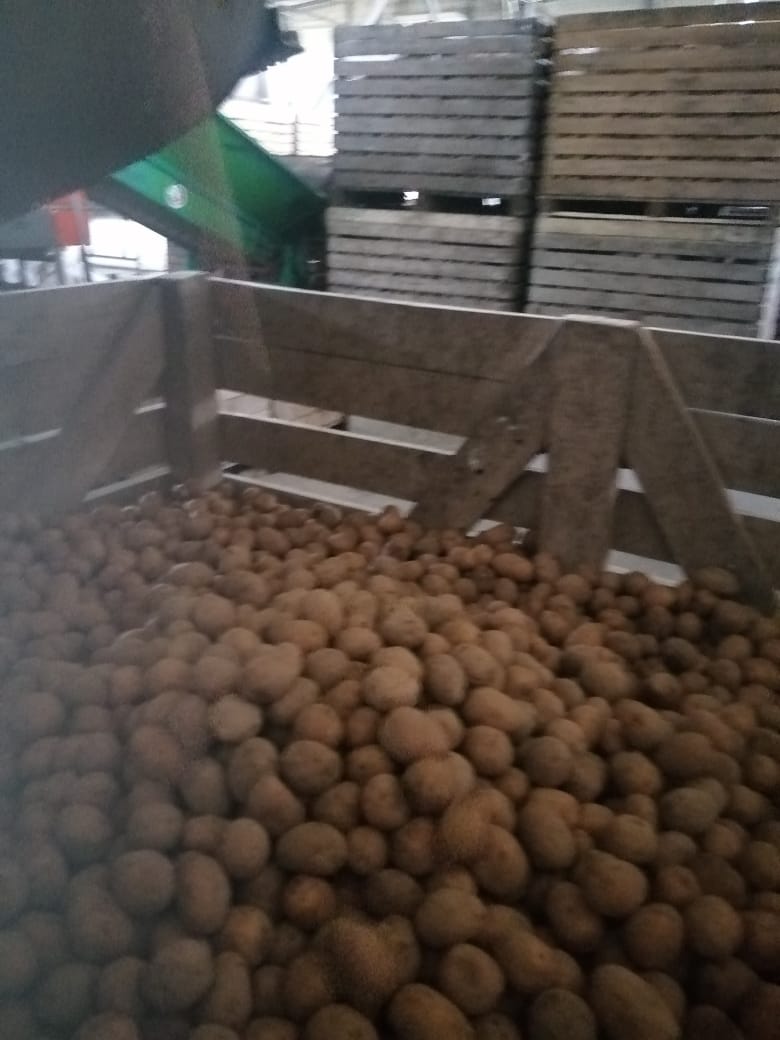 Картофель урожая 2022 года