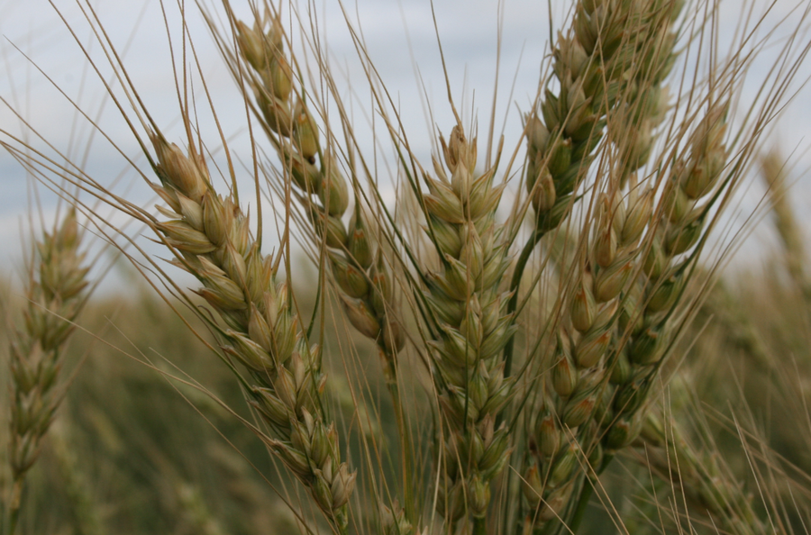 Семена яровой мягкой пшеницы