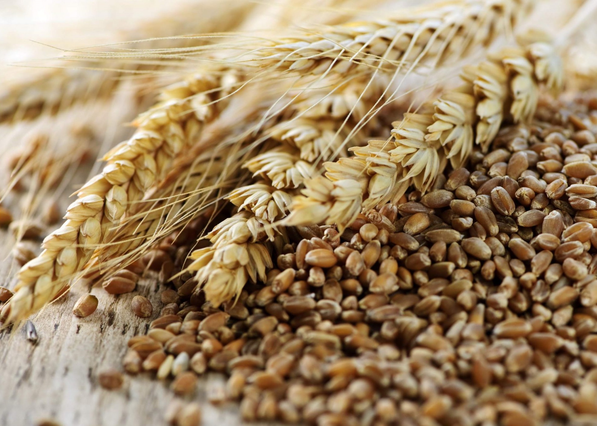 Пшеница пищевая (5 класс)