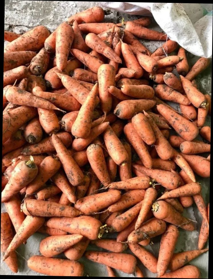 Морковь оптом напрямую от фермерского хозяйства