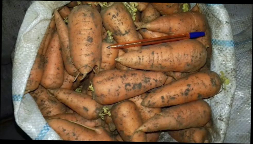 Морковь оптом напрямую от фермерского хозяйства