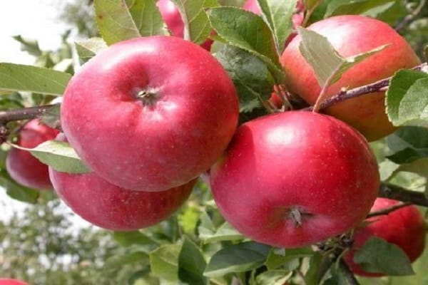Саженцы яблони Энтерпрайз оптом и в Розницу
