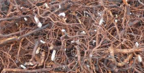 Маточные корни малины сорта Мапема