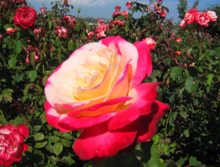 Розы Чайно гибридные Оптом