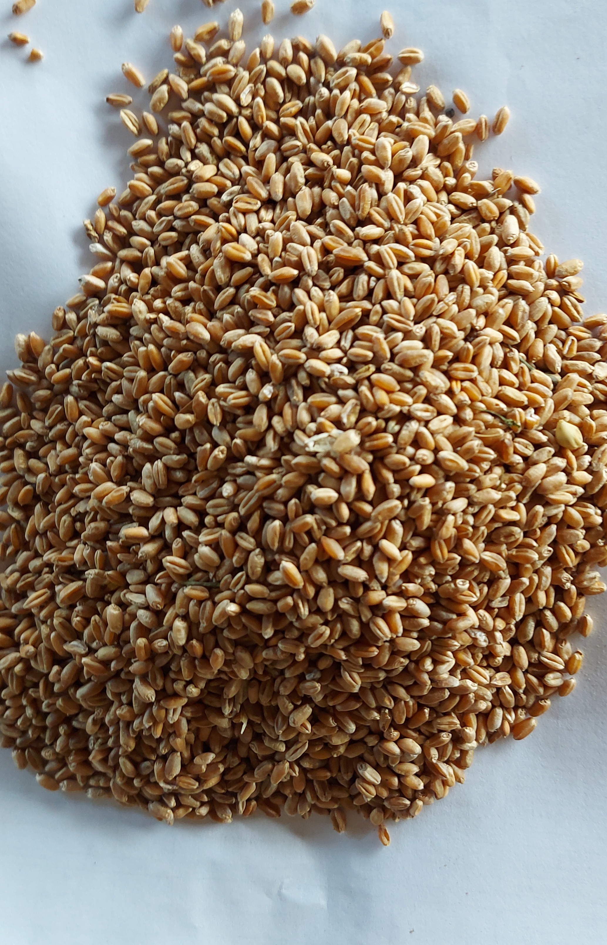 семена яровой пшеницы