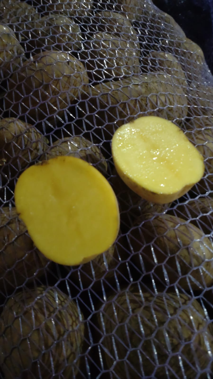 Продовольственный картофель сорт Лилли