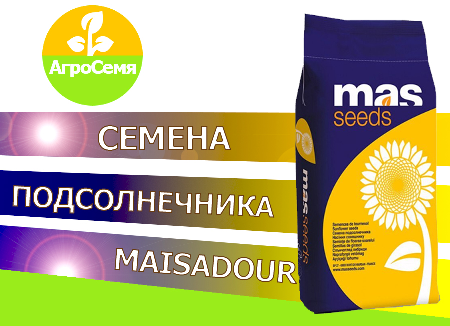 Гибриды семена подсолнечника мас81Ц (Maisadour)