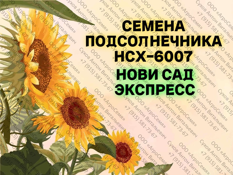 Семена гибрида подсолнечника HCX-6007