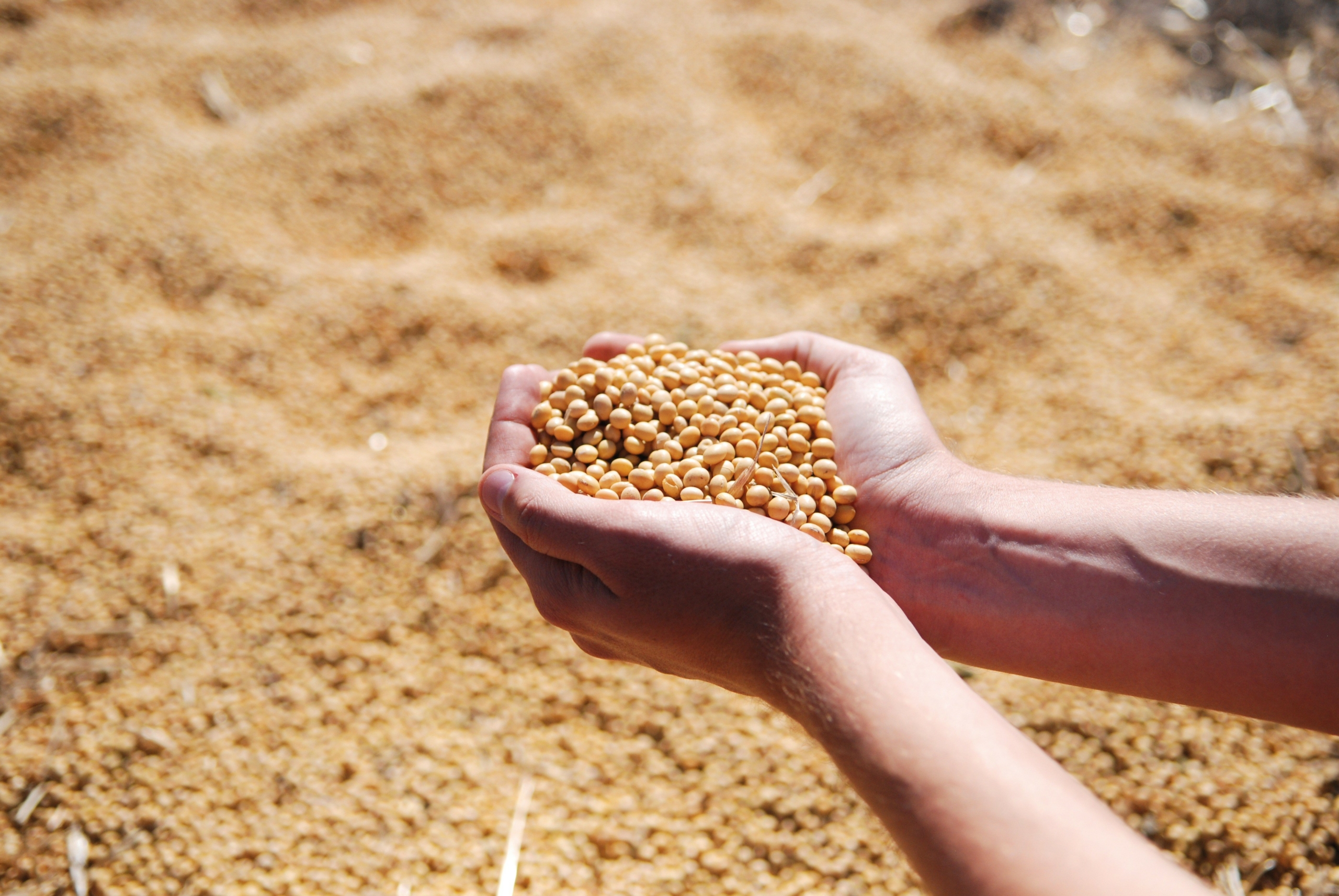 Соя продовольственная без ГМО (Soybean NON-GMO)
