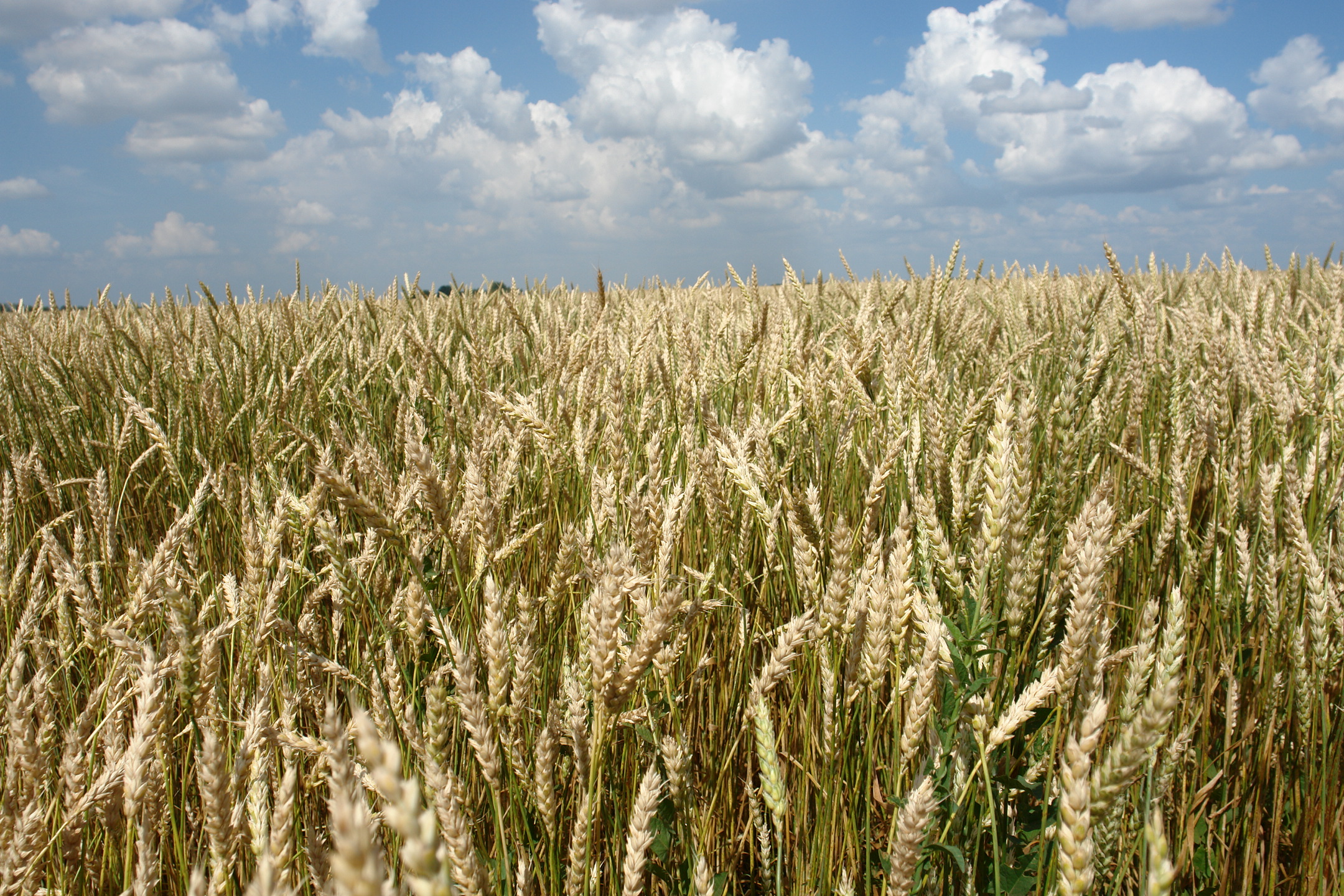 Семена пшеницы мягкой яровой сорт Нерда
