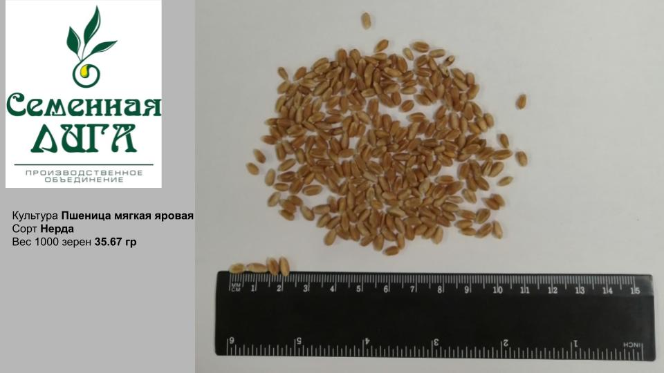 Семена пшеницы мягкой яровой сорт Нерда