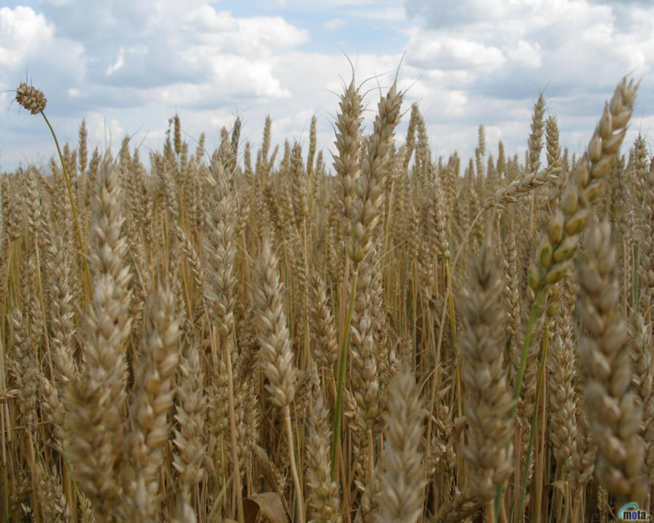 семена пшеницы Радмира ПР-2