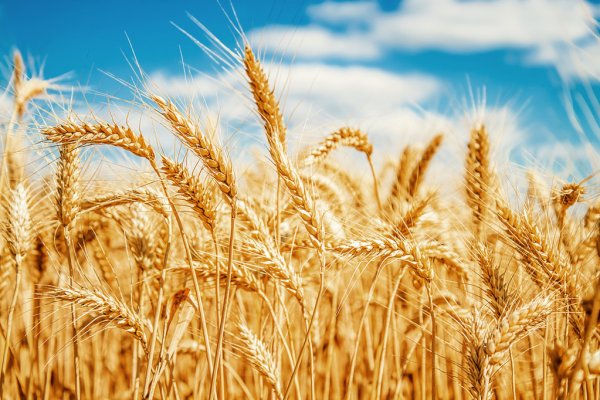 Пшеница - оптовая покупка/продажа