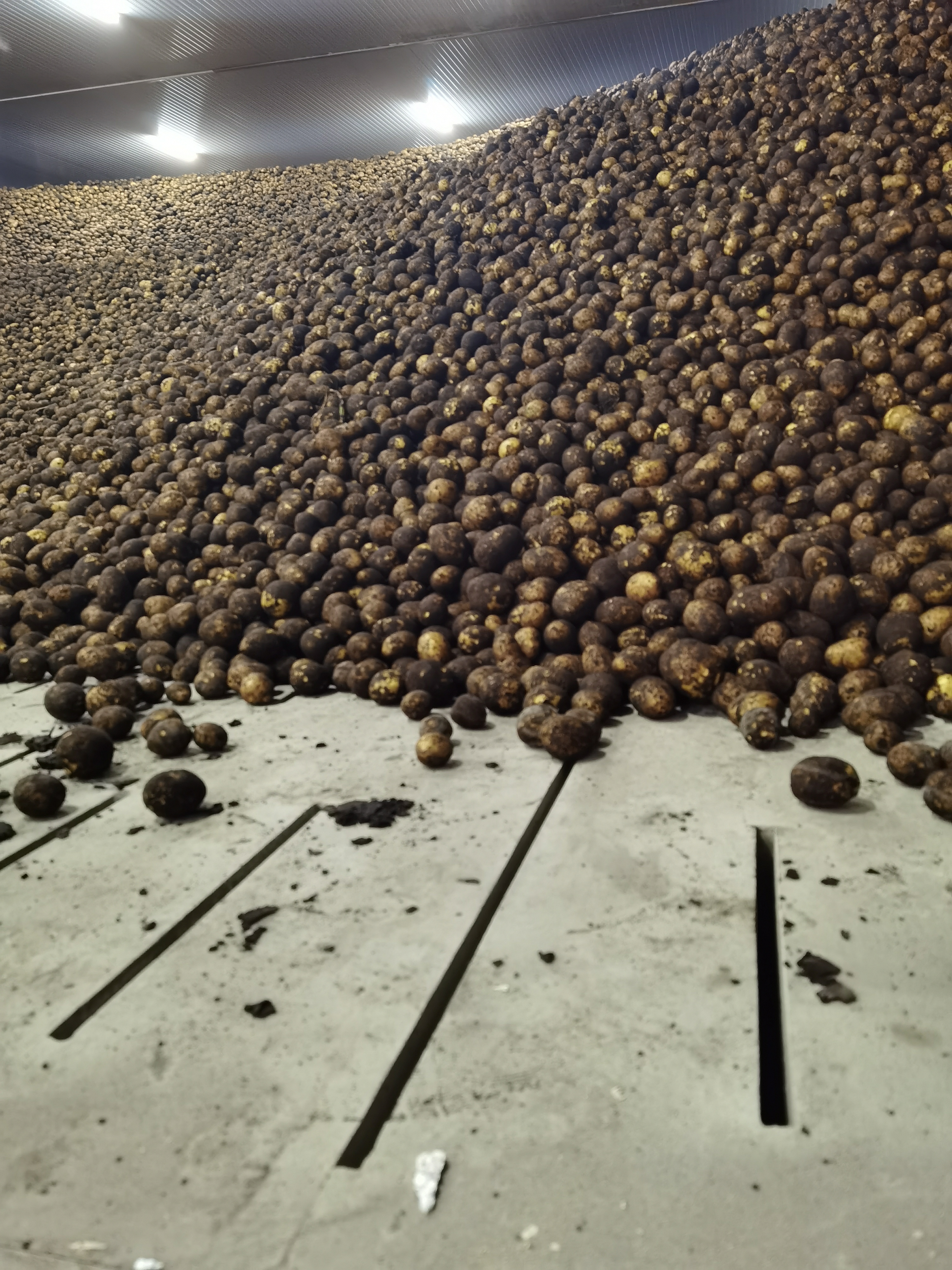 Навальное хранение чипсового картофеля в овощехранилище монтаж проект