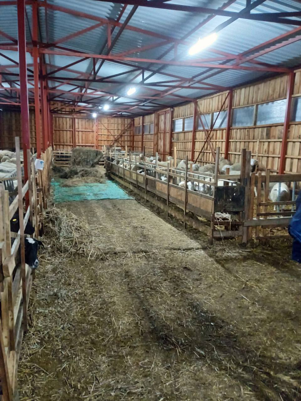 Крестьянско-фермерское хозяйство (овцы, козы) в Ленинградской области