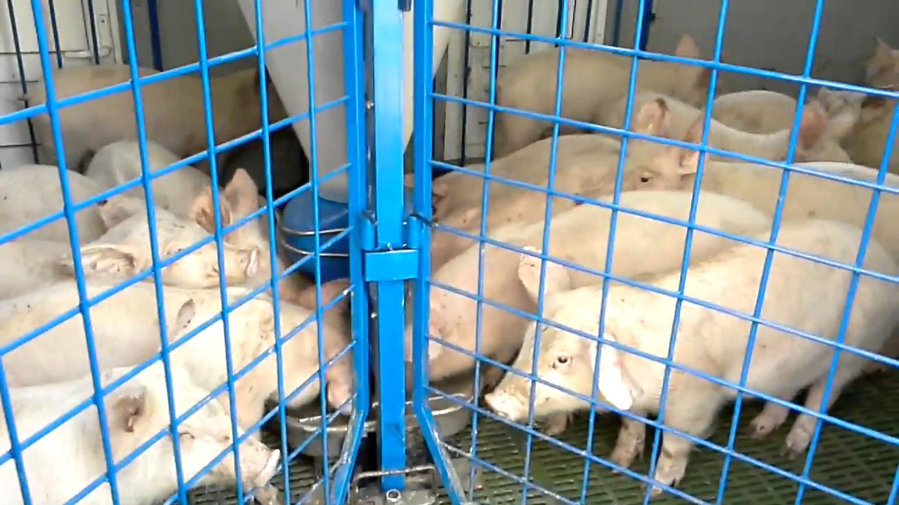 Модульные мини-фермы для откорма свиней