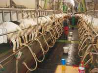 Проекты ферм для молочных коз