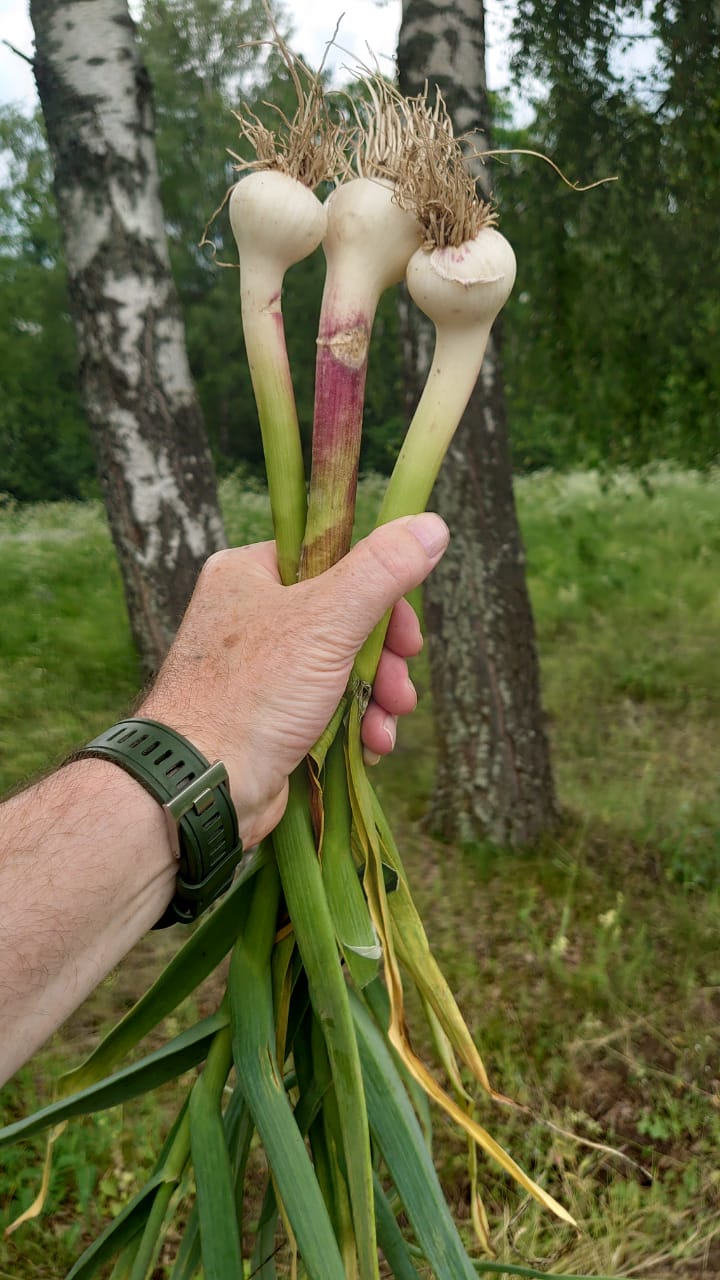 Чеснок сорт Любаша