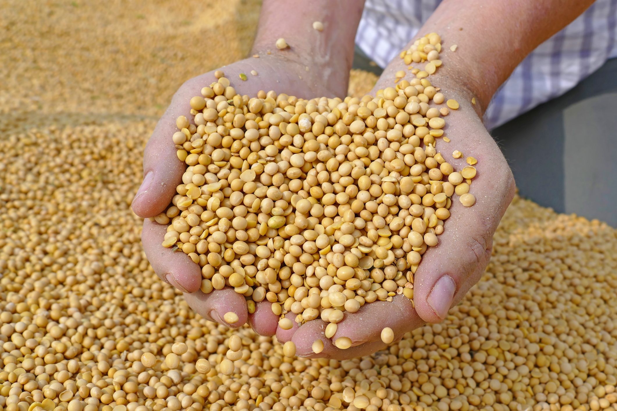 Урожай 2022 г.: кукуруза, пшеница, рапс, соя, подсолнечник, картофель. Комбикорм - в наличии и под заказ