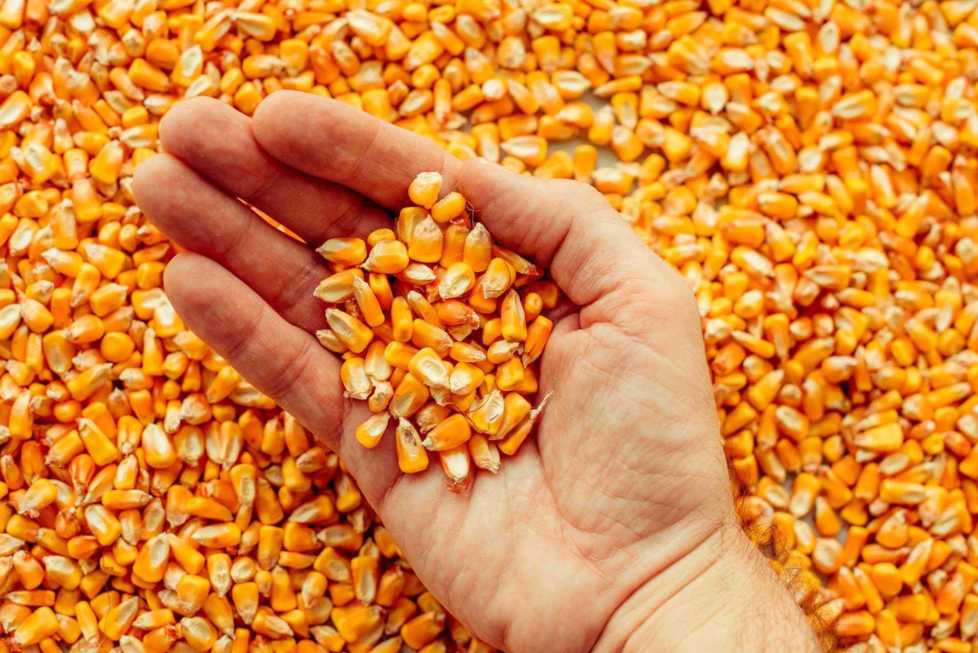Урожай 2022 г.: кукуруза, пшеница, рапс, соя, подсолнечник, картофель. Комбикорм - в наличии и под заказ